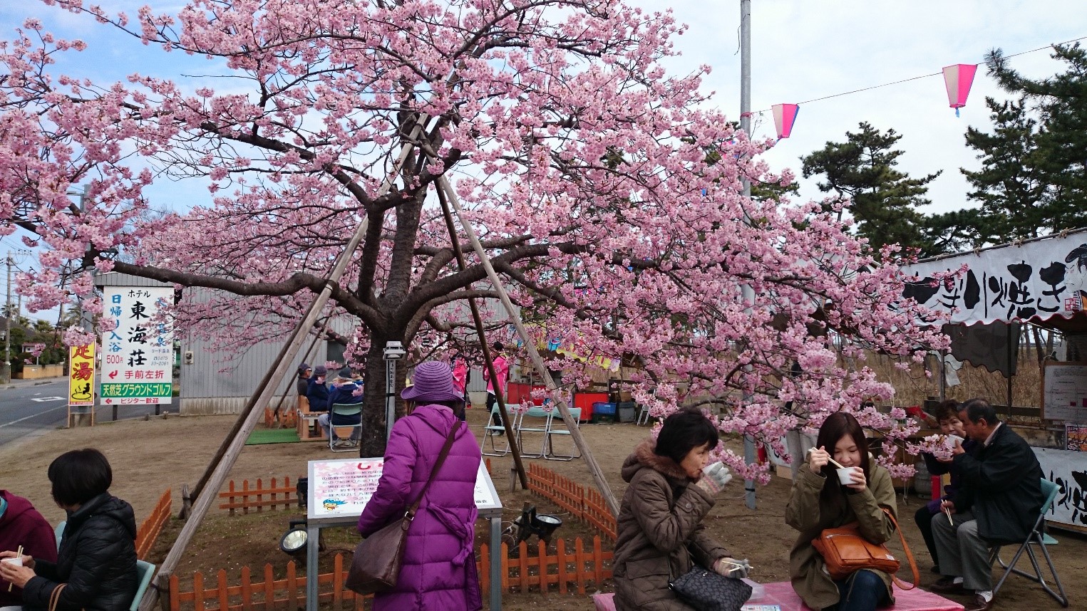 しらこ温泉桜まつり Love Chiba